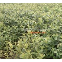 出售紅王子錦帶 金娃娃 紫玉簪 蘭花鳶尾