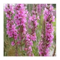 供應(yīng)千屈菜