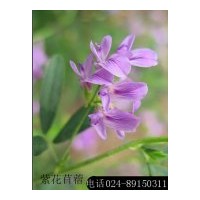 供應(yīng)畜牧草種：黑麥草、紫花苜蓿、無(wú)芒雀麥