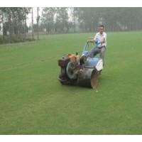 供應(yīng)百慕大草坪