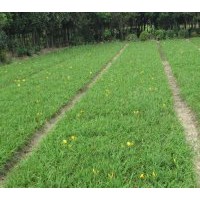 供應(yīng)金娃娃萱草、大花萱草等各種地被植物