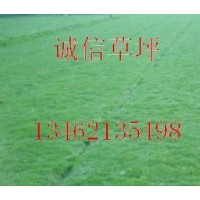 鄢陵本特四號草坪本特4號草種草坪價格草種價格