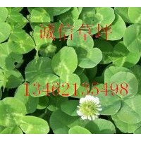 白三葉草坪白三葉基地白三葉價格鄢陵白三葉