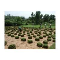 矮生百慕達(dá)草坪,百慕達(dá)黑麥草混播草坪，四季青草坪大量直銷