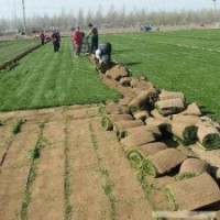 句容低價(jià)供應(yīng)沙培果嶺草