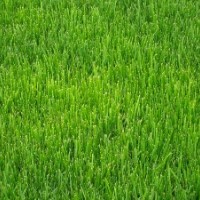 句容四季青草坪園藝場