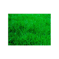 供應高羊茅草坪