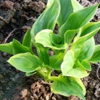 出售金邊玉簪、白玉簪、紫玉簪