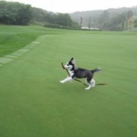 出售狗牙根草坪種子，百慕大草種子，百慕大護(hù)坡種子