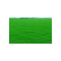 低價(jià)大量供應(yīng)百慕大黑麥草混播等，綠化草坪，價(jià)優(yōu)