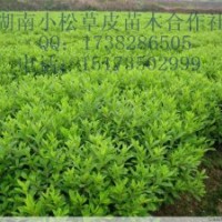 貴州草皮，貴州馬尼拉草皮，貴州苗木