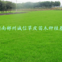 公園綠化 高速公路綠化草坪直銷