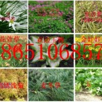 金娃娃萱草供應(yīng)，金娃娃萱草價(jià)格，賣(mài)金娃娃