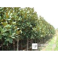 供應(yīng)樸樹、櫸樹、廣玉蘭、桂花