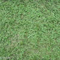 低價(jià)供應(yīng)大葉油草