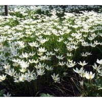 大量出售地被類：蔥蘭，麥冬，金娃娃萱草，玉簪等