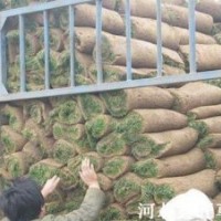 朔州草坪 晉中草坪 運(yùn)城草坪