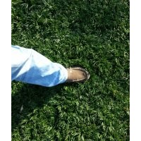 供應(yīng)矮麥冬 玉龍草