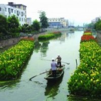 供應地被植物矮化美人蕉，青葉美人蕉，別名：小花美人蕉、小芭蕉