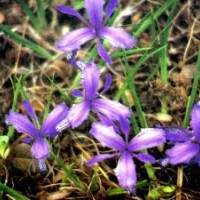 供應地被植物德國鳶尾，鳶尾種子，江蘇鳶尾，鳶尾基地