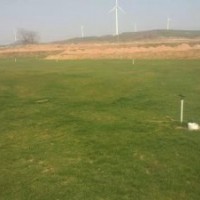 百慕大混播黑麥草