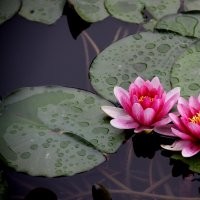 專供綠化工程苗量大常年送貨上門 荷花