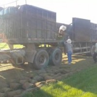 河北草坪價(jià)格