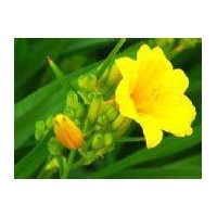 金娃娃萱草 大花萱草 荷蘭菊 白玉簪 紫露草