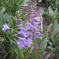 紫玉簪 美人蕉 狼尾草 蘭花鼠尾草 婆婆納