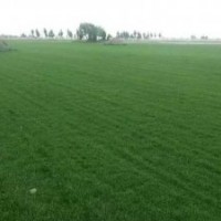 內(nèi)蒙古草坪