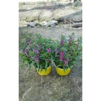 供應(yīng)湖南香彩雀盆栽