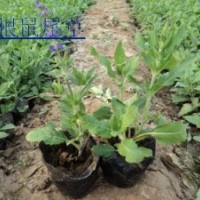 地被鼠尾草價格|山東地被鼠尾草基地|地被鼠尾草批發(fā)