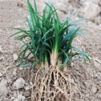 日本矮葉麥冬 地載苗 貨源足 量多優(yōu)惠 西北地區(qū)