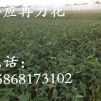 樂山市再力花,花樣年華水生植物公司,再力花 黃菖蒲