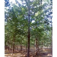 綿陽(yáng)銀杏樹(shù)價(jià)格,銀杏樹(shù)苗價(jià)格,德陽(yáng)銀杏樹(shù)價(jià)格