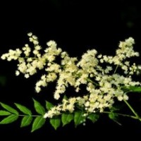 新疆珍珠梅,冀鑫,盆栽珍珠梅