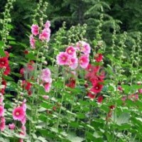 樹春花卉苗木|宿根花卉|耐寒宿根花卉