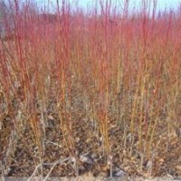 桃苗種植技術(shù),桃苗,潤(rùn)豐苗木(多圖)