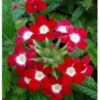 河南草花、草花、君誠(chéng)花卉苗木(圖)