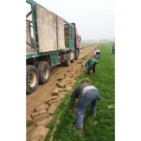 供應(yīng)高羊茅草坪，小區(qū)綠化等最佳的冷季節(jié)型草坪