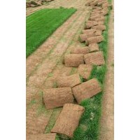 冷季型草坪，早熟禾，高羊茅，混播草坪批發(fā)