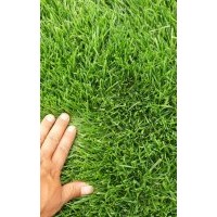 綠化用草坪，早熟禾系列（橄欖球午夜 ，百思特，新歌來德）