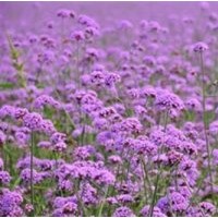 宿根花卉|君誠(chéng)花卉苗木|優(yōu)質(zhì)宿根花卉