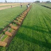 石家莊綠柳草坪苗木種植基地