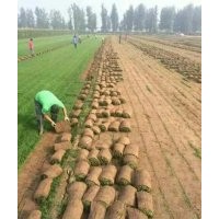 長期出售冷季草坪