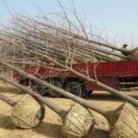 1.5公分銀杏樹價格_銀杏樹價格_華北銀杏(多圖)