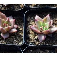 花卉批發(fā)_開原市花卉_綠馨花卉(多圖)