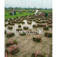 江西省南昌市長(zhǎng)年出售果嶺草、臺(tái)灣青、矮生百慕大草坪馬尼拉草坪