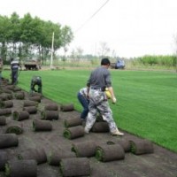 大量銷(xiāo)售草坪