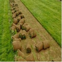 低價出售大量草坪